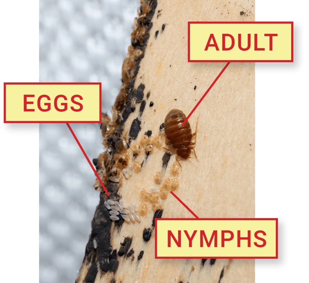 Bed bug and common signs of a bed bug infestation