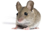 Mouse Exterminator