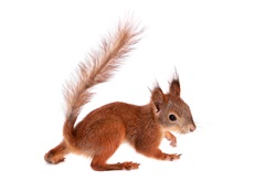 Get Rid of Squirrels in Your Attic - Fur Busters Wildlife Removal