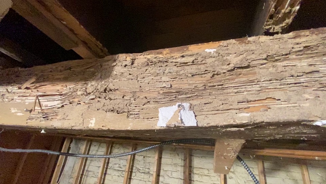 Termite mud tubes and signs of termite activity