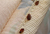 Picture of BedBugs On Mattress
