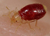 Picture of BedBug Nymph